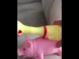 Long hard cock fucks the shit out of a spoiled pig